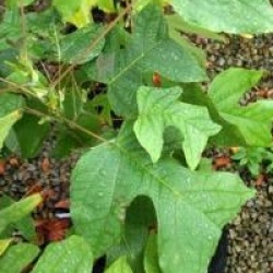 Liriodendron chinense