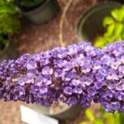 Buddleja davidii 'Nanho Purple'