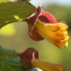 Lonicera involucrata var. ledebourii