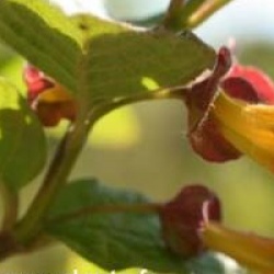 Lonicera involucrata var. ledebourii