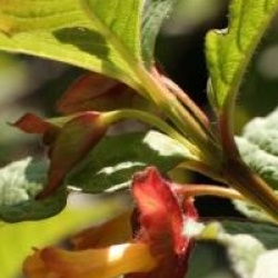 Lonicera involucrata var. ledebourii