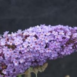 Buddleja davidii 'R�ve de Papillon' � 'Minpap' 