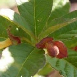 Lonicera involucrata var. ledebourii