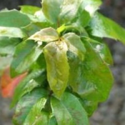 Mahonia aquifolium 'Smaragd'