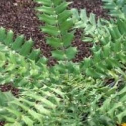 Mahonia x media 'Buckland' - Mahonia Buckland