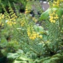 Mahonia x media 'Charity'