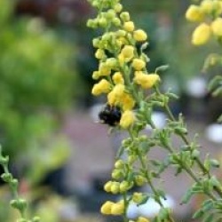 Mahonia x media 'Charity'