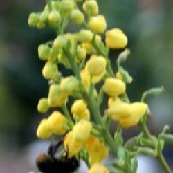 Mahonia x media 'Charity'