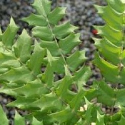 Mahonia x media 'Winter Sun'