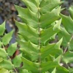 Mahonia x media 'Winter Sun'