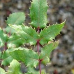 Mahonia x wagneri 'Pinnacle'