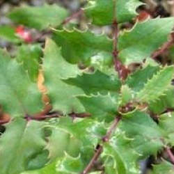 Mahonia x wagneri 'Pinnacle'