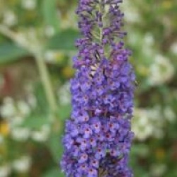 Buddleja davidii 'Empire Blue'