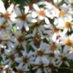 Olearia ilicifolia