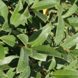Osmanthus decorus
