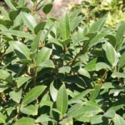 Osmanthus decorus