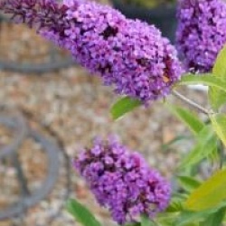 Buddleja davidii 'Empire Blue'