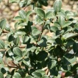 Osmanthus delavayi