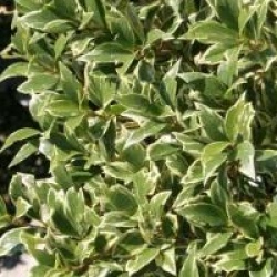 Osmanthus heterophyllus 'Variegatus'