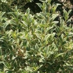 Osmanthus heterophyllus 'Variegatus'