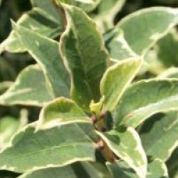 Osmanthus heterophyllus 'Variegatus'