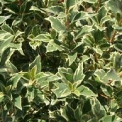 Osmanthus heterophyllus 'Variegatus'