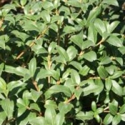 Osmanthus x burkwoodii