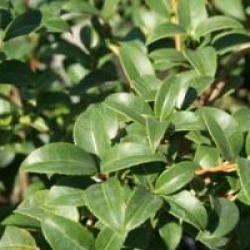 Osmanthus x burkwoodii