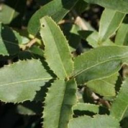 Osmanthus yunnanensis 