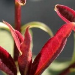 Osmanthus yunnanensis 