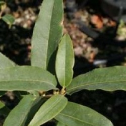 Osmanthus yunnanensis 