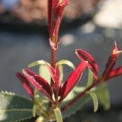 Osmanthus yunnanensis 