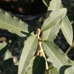 Osmanthus yunnanensis 