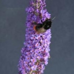 Buddleja davidii 'Empire Blue' - Buddleia Empire Blue