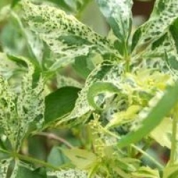 Parthenocissus quinquefolia 'Star Showers'