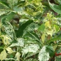 Parthenocissus quinquefolia 'Star Showers'