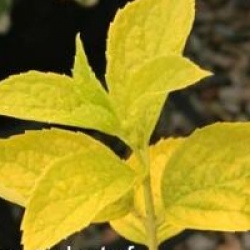 Philadelphus coronarius 'Aureus' - Seringat coronarius � feuillage jaune