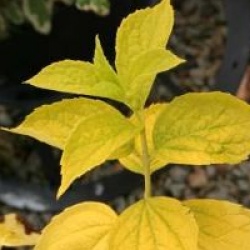 Philadelphus coronarius 'Aureus'