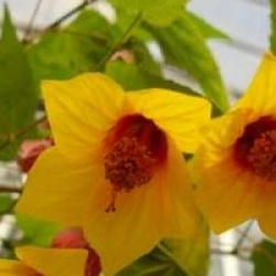 Abutilon Kentish Belle