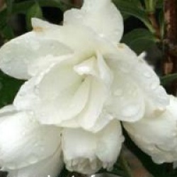Philadelphus 'Snowbelle'