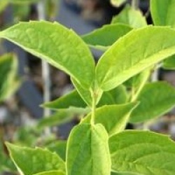 Philadelphus 'Snowgoose'