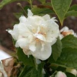 Philadelphus 'Snowgoose' - Seringat Snowgoose