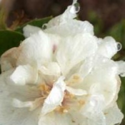 Philadelphus 'Snowgoose'