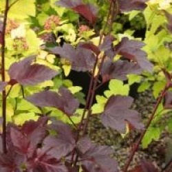 Physocarpus opulifolius 'Diabolo' cov 