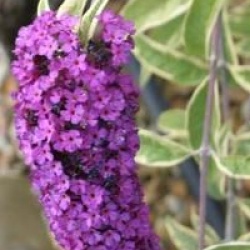 Buddleja davidii 'Pink Delight'