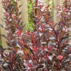 Physocarpus opulifolius Little Devil � 'Donna May' cov 