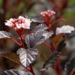 Physocarpus opulifolius Little Devil � 'Donna May' cov 