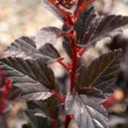 Physocarpus opulifolius Little Devil � 'Donna May' cov 
