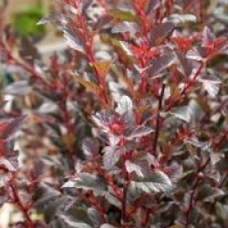 Physocarpus opulifolius Little Devil � 'Donna May' cov 