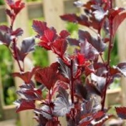 Physocarpus opulifolius Summer Wine � 'Seward' cov 